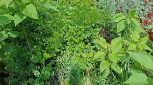 Супер Мульча из отработанных грибных блоков:-)