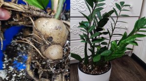 КЛУБЕНЬ У ЗАМИОКУЛЬКАСА ГНИЕТ, Что делать? СРОЧНОЕ СПАСЕНИЕ ЗАМИОКУЛЬКАСА, Проверенные способы