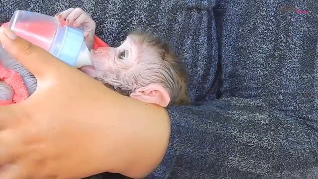 First time Santa bathing with cool water - Very pity Santa she is very shaking cool body смотреть онлайн