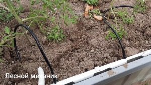 Капельный полив в теплице 8 метров. Часть 2.