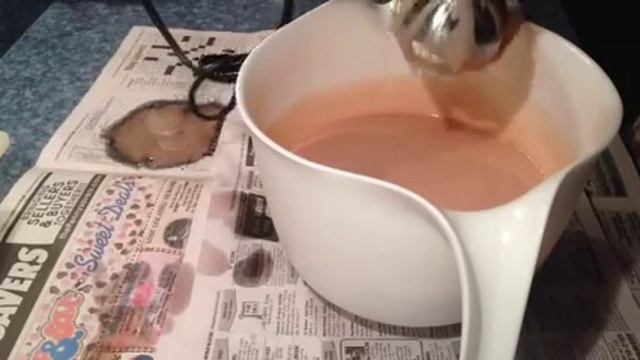 Making lavender lanolin soap смотреть онлайн