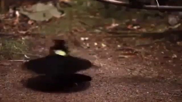 Брачный танец птиц смотреть онлайн