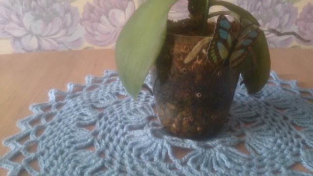 Как стимулировать цветение орхидеи. Результаты эксперимента смотреть онлайн