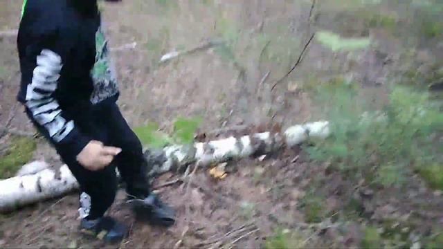 Мастер класс по сбору грибов смотреть онлайн