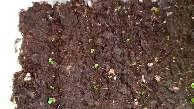? Америгибрид на 19 день ? смотреть онлайн