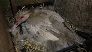 Мускусные утки сели на яйца / Насиживание Индоуток / Сели на яйца / Овоскопирование