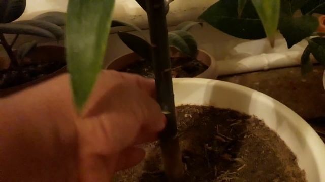 Үйде гүл шашқан лилия. В домашних условиях расцвела лилия. смотреть онлайн