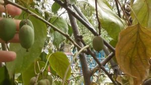 Актинидия аргута - результат плодоношения 6-летнего куста