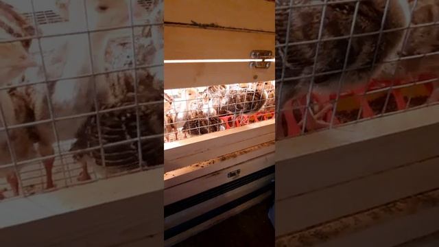 Пропойка индюшат по дням! Чем поить индюшат?