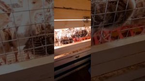 Пропойка индюшат по дням! Чем поить индюшат?