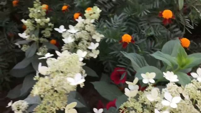 Как отличить фертильные цветки от стерильных у гортензий. смотреть онлайн