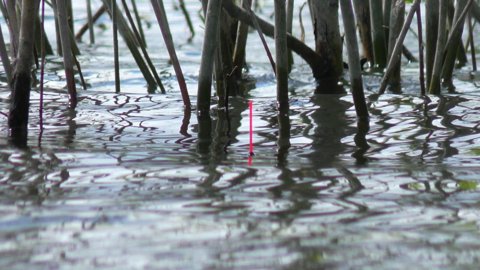 Килограммовые караси на поплавок. Весь карась стоит в кустах. Рыбалка на карася смотреть онлайн