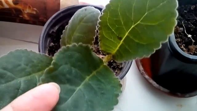 #глоксинии#фиалки#Что случилось с глоксинией?