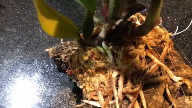 SUNSET VALLEY ORCHIDS HAUL смотреть онлайн