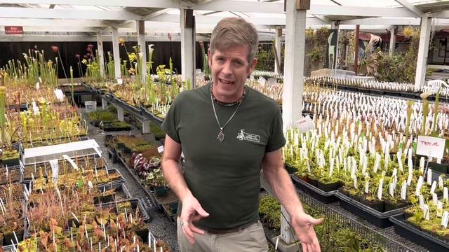 Plant of the Day: Sarracenia purpurea montana x venosa смотреть онлайн