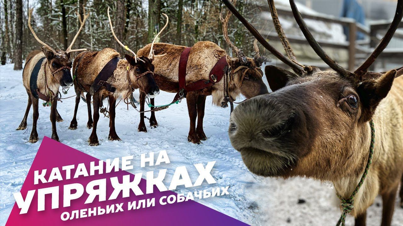 Катание на оленьих и собачьих упряжках: Экстремальные развлечения АХАА. смотреть онлайн
