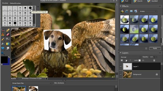 Adobe Photoshop Project 1A: Hybrid Animal: HEAD & EDGE смотреть онлайн