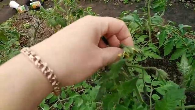 25 мая 2019г. МАХРОВЫЕ ЦВЕТЫ НА ТОМАТАХ рекомендации профессионалов смотреть онлайн