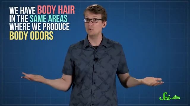 Scishow (на русском) - почему растут волосы на заднице? смотреть онлайн
