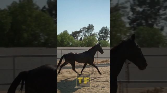 Уникальные свойства копыт лошадей о которых не каждый знает смотреть онлайн