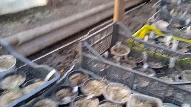 МЕТЕЛЬЧАТЫЕ ГОРТЕНЗИИ ИЗ ПРИКОПА. смотреть онлайн