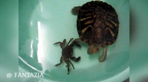 Что будет если красноухой черепахе дать краба?