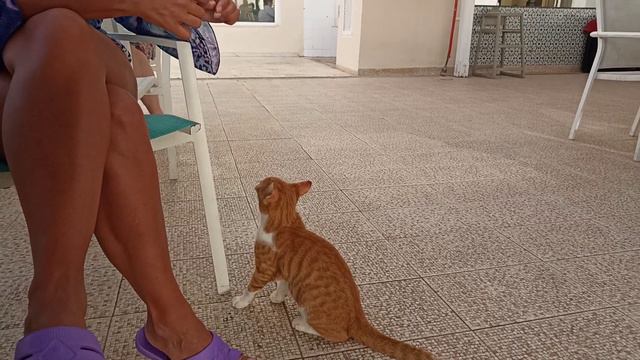 Котофей смотреть онлайн