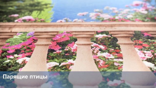 3D Фотообои «Парящие птицы» смотреть онлайн