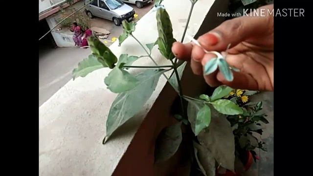 My balcony garden 😍😍 смотреть онлайн