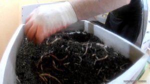 Сколько живет Дендробена? Заметки практика.