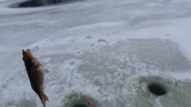 Рыбалка Зима 11.02.24 на бесплатном пруду х.Ржавец Белгородская обл. Ловим карасиков. смотреть онлайн