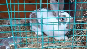 КРОЛИКИ?НА ДАЧЕ⛪ПРО КРОЛИКОВ ВСЁ??