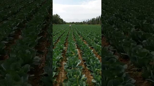 Капуста сорт Ринда ф1 Казахстан Джамбул обл село Нурлыкент(Бурнооктябр) смотреть онлайн