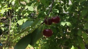 Малина "Самохвал" от Сады Урала и новый плодосборник.