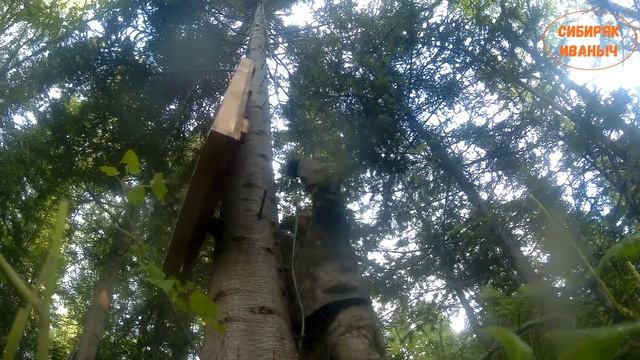 Строим ЛАБАЗ грамотно! Обзор охотничей засидки в тайге. смотреть онлайн