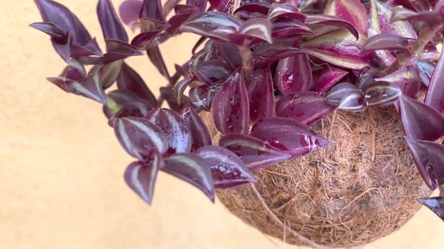 Tradescantia Purple Passion plant in a kokodama hanging pot смотреть онлайн