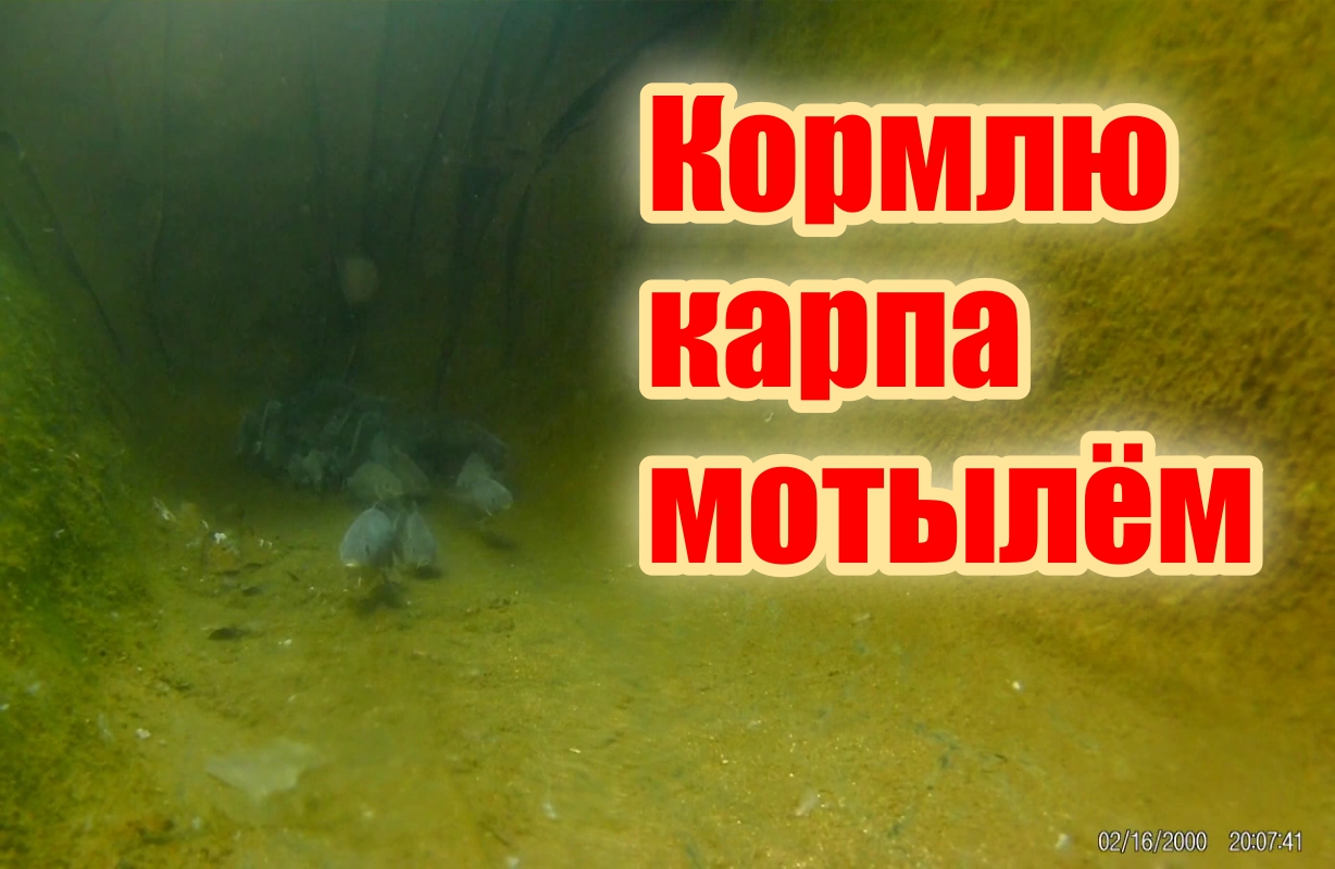 Кормлю карпа зимой в пруду! смотреть онлайн