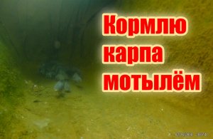 Кормлю карпа зимой в пруду!