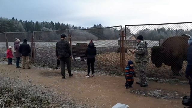 Horses and Bison (Лошади и Зубры) смотреть онлайн
