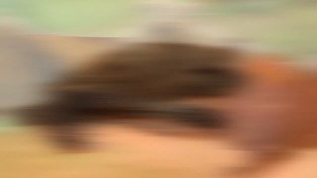 Что будет если укусит летучая мышь? смотреть онлайн