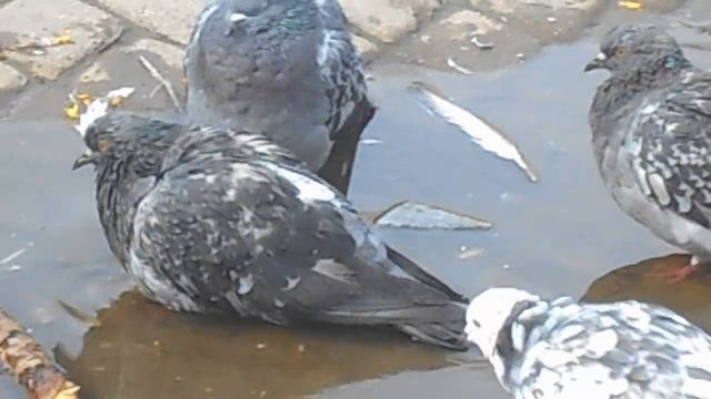 Хохолок на ветру как веер, и зачем он торчит, и расти спешит?:) Голубь в лужице. смотреть онлайн