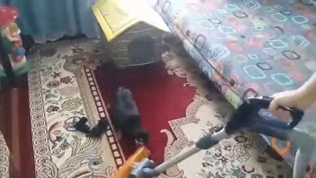 Молодая мамочка, загрызла пылесос! смотреть онлайн