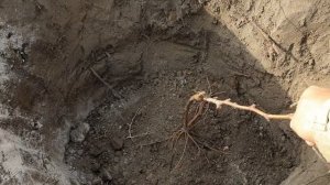 Правильная посадка винограда. Шпалера для винограда