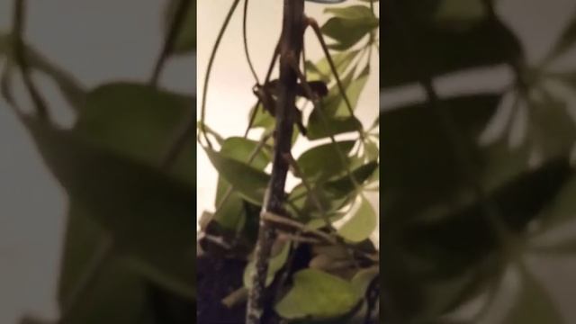 быстрая зимняя гниль растения .за 3 дня сожрала шефлеру январь 2022 смотреть онлайн