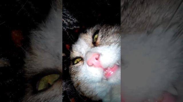 Кот смешно спит смотреть онлайн