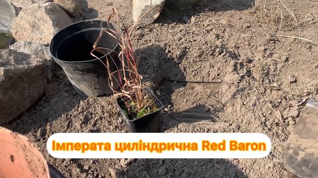 Розпаковка нових рослин. Саджаю не тільки хвойні🌿 смотреть онлайн