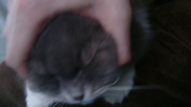 Китайский Мудрец :D смотреть онлайн