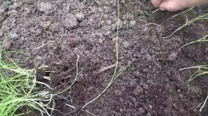 Как вырастить ЛУК НА ПЕРО ИЗ СЕМЯН?!