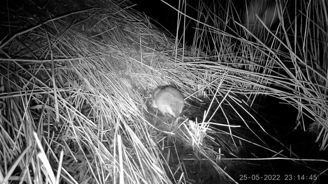 Ночная жизнь ондатры. Muskrat Nightlife смотреть онлайн
