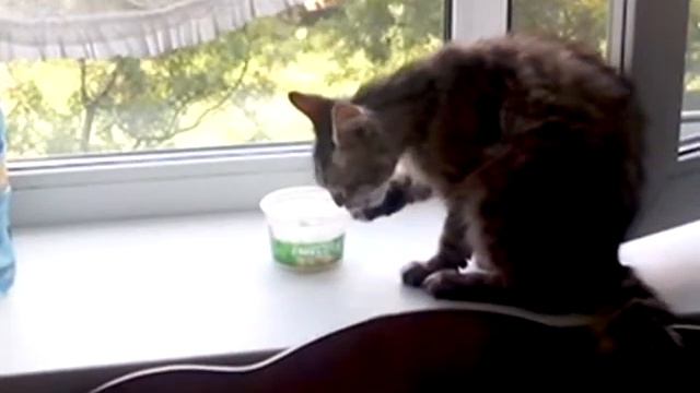 Кот ест сметану!!! смотреть онлайн